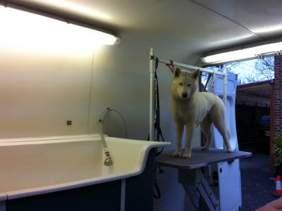 how Waggies dog groomers trim, clip, wash and groom your pet Portsmouth Hampshire